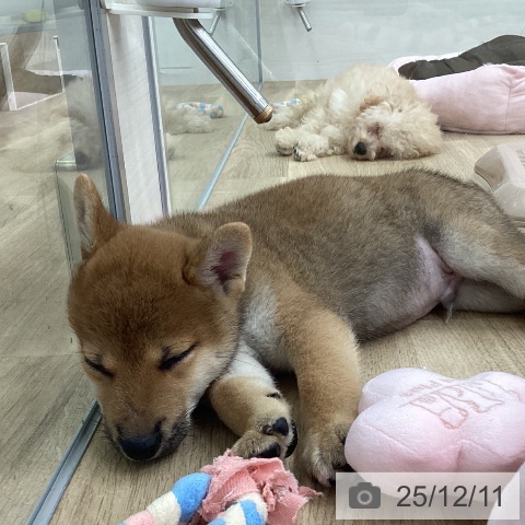 福岡県の柴犬(標準サイズ) (ペットプラス 春日店/2025年10月8日生まれ/男の子/赤)の子犬の3枚目の画像