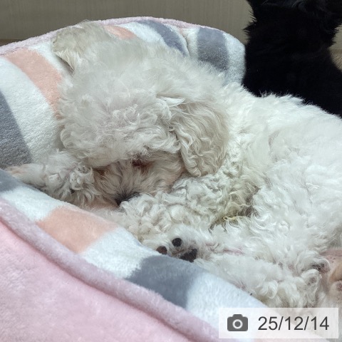 愛知県のトイプードル(トイ) (ペットプラス イオンモール長久手店/2025年10月7日生まれ/男の子/クリーム)の子犬の3枚目の画像