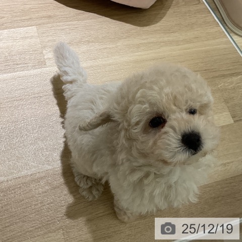 愛知県のトイプードル(トイ) (ペットプラス イオンモール豊川店/2025年10月7日生まれ/男の子/クリーム)の子犬の3枚目の画像