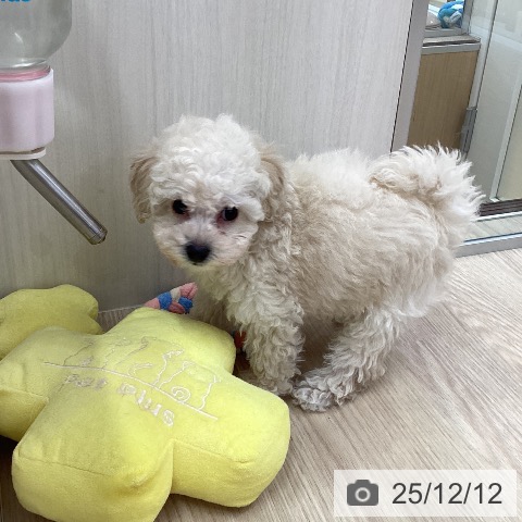 トイ・プードルの写真