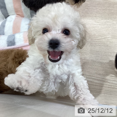 トイ・プードルの写真