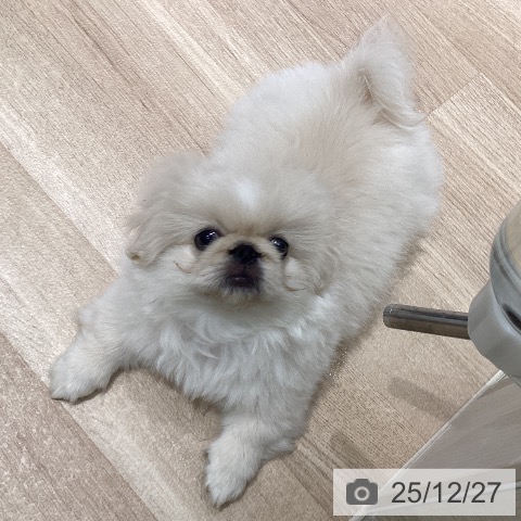 ペキニーズの写真