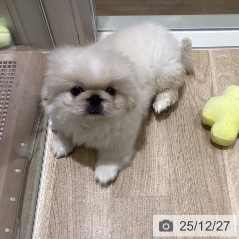 ペキニーズの写真