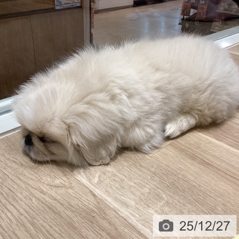 ペキニーズの写真