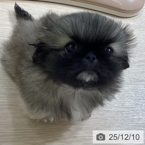 ペキニーズの写真