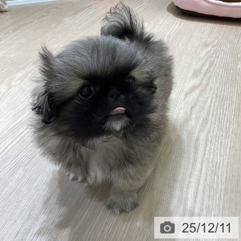 富山県のペキニーズ (ペットプラス 高岡店/2025年10月8日生まれ/男の子/フォーンホワイト)の子犬の4枚目の画像