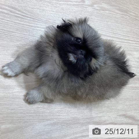 富山県のペキニーズ (ペットプラス 高岡店/2025年10月8日生まれ/男の子/フォーンホワイト)の子犬の3枚目の画像