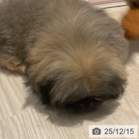 埼玉県のペキニーズ (ペットプラス コクーンシティ店/2025年10月5日生まれ/女の子/フォーン)の子犬の4枚目の画像