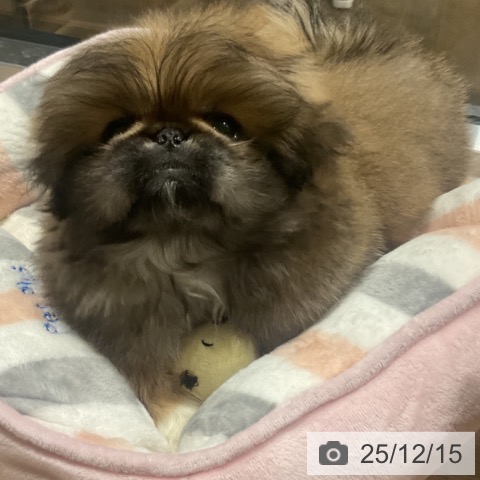 埼玉県のペキニーズ (ペットプラス コクーンシティ店/2025年10月5日生まれ/女の子/フォーン)の子犬の3枚目の画像