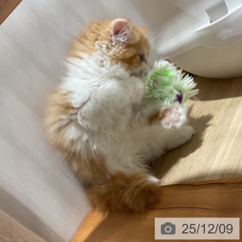 マンチカンの写真