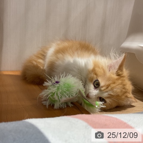 マンチカンの写真