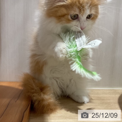 福岡県のマンチカン (ペットプラス 八幡東店/2025年9月23日生まれ/女の子/レッドタビーホワイト)の子猫の4枚目の画像