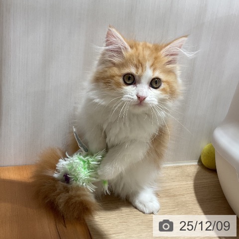 福岡県のマンチカン (ペットプラス 八幡東店/2025年9月23日生まれ/女の子/レッドタビーホワイト)の子猫の3枚目の画像