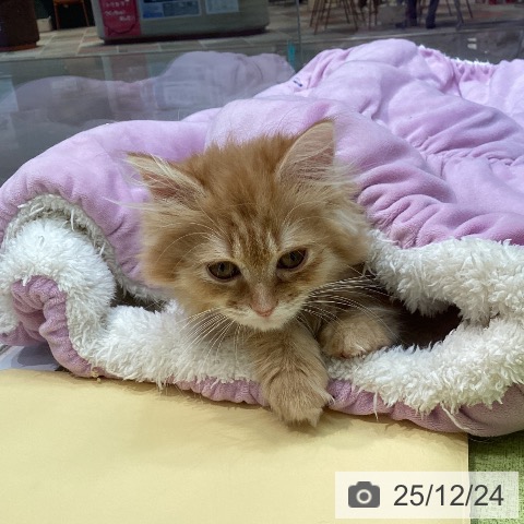 熊本県のミヌエット (ペットプラス 熊本店/2025年9月10日生まれ/女の子/レッドタビーホワイト)の子猫の3枚目の画像