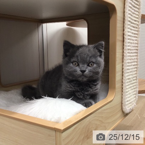 熊本県のブリティッシュショートヘアー (ペットプラス 熊本店/2025年10月8日生まれ/男の子/ブルー)の子猫の3枚目の画像