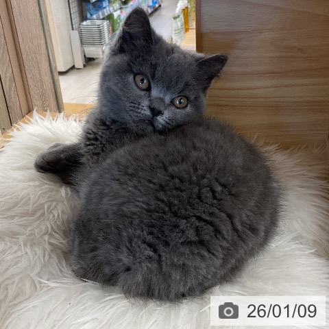 福岡県のブリティッシュショートヘアー (ペットプラス 福岡店/2025年10月8日生まれ/男の子/ブルー)の子猫の4枚目の画像