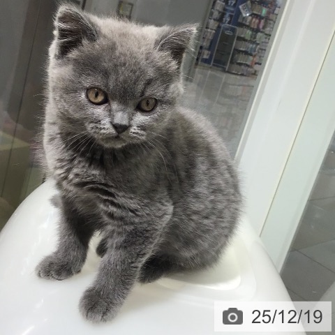 熊本県のブリティッシュショートヘアー (ペットプラス 熊本店/2025年10月8日生まれ/男の子/ブルー)の子猫の3枚目の画像