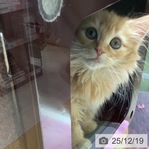 ミヌエットの写真