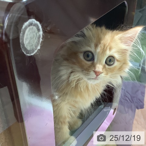 ミヌエットの写真