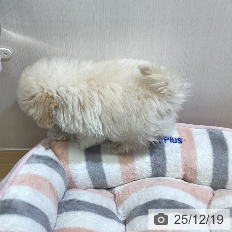 トイ・プードルの写真