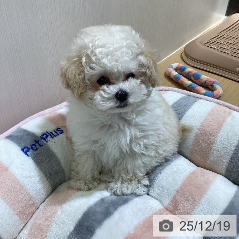 トイ・プードルの写真