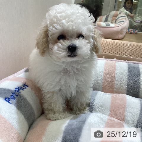 トイ・プードルの写真