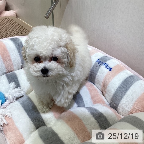 トイ・プードルの写真