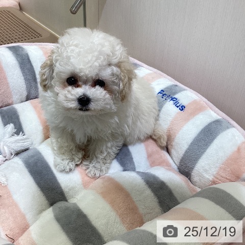 愛知県のトイプードル(トイ) (ペットプラス ナゴヤドーム前店/2025年10月7日生まれ/女の子/ホワイト)の子犬の4枚目の画像