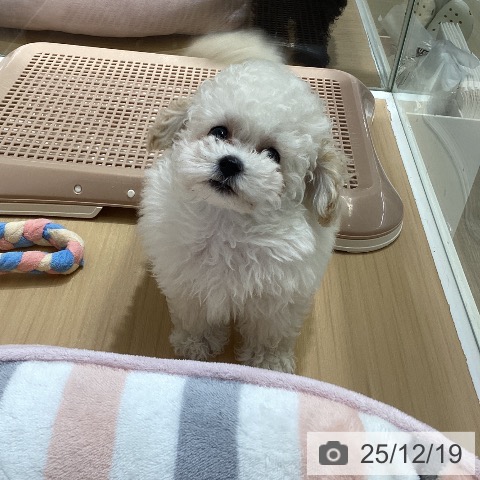 愛知県のトイプードル(トイ) (ペットプラス ナゴヤドーム前店/2025年10月7日生まれ/女の子/ホワイト)の子犬の3枚目の画像