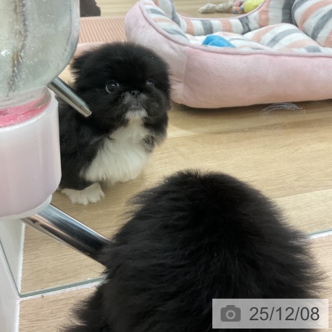 ペキニーズの写真