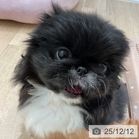 愛知県のペキニーズ (ペットプラス 熱田店/2025年10月8日生まれ/女の子/ブラックホワイトマーキングス)の子犬の3枚目の画像