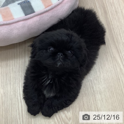 ペキニーズの写真