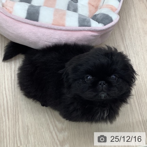ペキニーズの写真