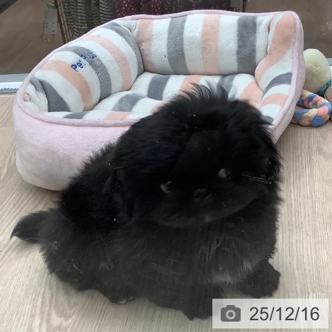 ペキニーズの写真