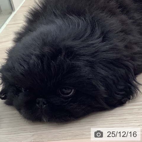 ペキニーズの写真