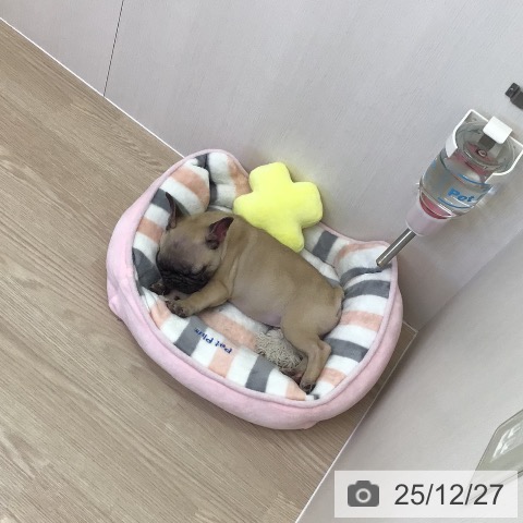 埼玉県のフレンチブルドッグ (ペットプラス 八潮店/2025年10月5日生まれ/女の子/フォーン)の子犬の3枚目の画像