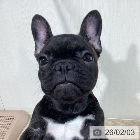フレンチ・ブルドッグの写真