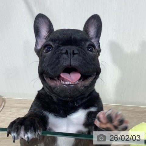 フレンチ・ブルドッグの写真