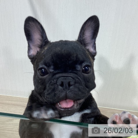 フレンチ・ブルドッグの写真