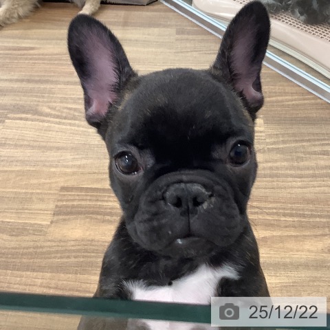 茨城県のフレンチブルドッグ (ペッツワン 阿見店/2025年10月8日生まれ/女の子/ブリンドルホワイト)の子犬の3枚目の画像