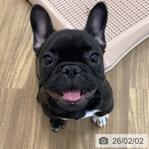 フレンチ・ブルドッグの写真