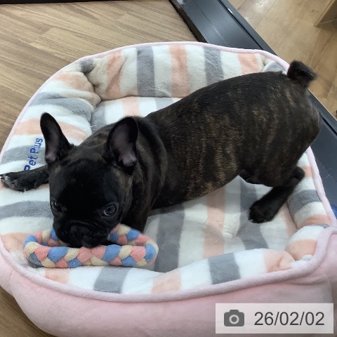 フレンチ・ブルドッグの写真