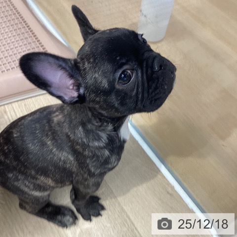 神奈川県のフレンチブルドッグ (ペットプラス 座間店/2025年10月7日生まれ/女の子/ブリンドル)の子犬の4枚目の画像