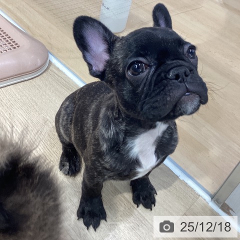 神奈川県のフレンチブルドッグ (ペットプラス 座間店/2025年10月7日生まれ/女の子/ブリンドル)の子犬の3枚目の画像