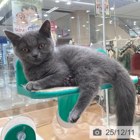 福岡県のブリティッシュショートヘアー (ペットプラス 黒崎店/2025年9月6日生まれ/女の子/ブルー)の子猫の3枚目の画像