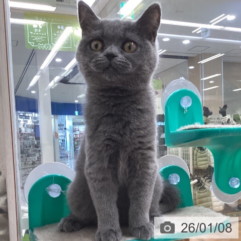 福岡県のブリティッシュショートヘアー (ペットプラス 黒崎店/2025年9月6日生まれ/女の子/ブルー)の子猫の3枚目の画像