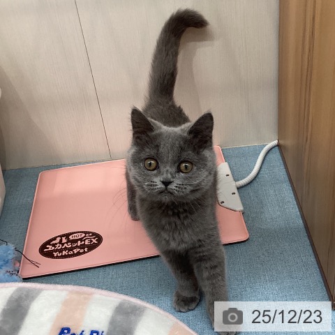 長崎県のブリティッシュショートヘアー (ペットプラス 長崎店/2025年9月6日生まれ/女の子/ブルー)の子猫の4枚目の画像