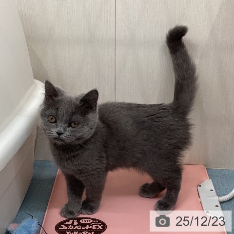 長崎県のブリティッシュショートヘアー (ペットプラス 長崎店/2025年9月6日生まれ/女の子/ブルー)の子猫の3枚目の画像