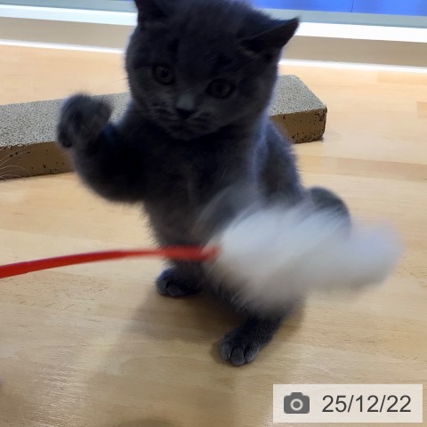 鹿児島県のブリティッシュショートヘアー (ペットプラス 姶良店/2025年9月8日生まれ/女の子/ブルー)の子猫の4枚目の画像