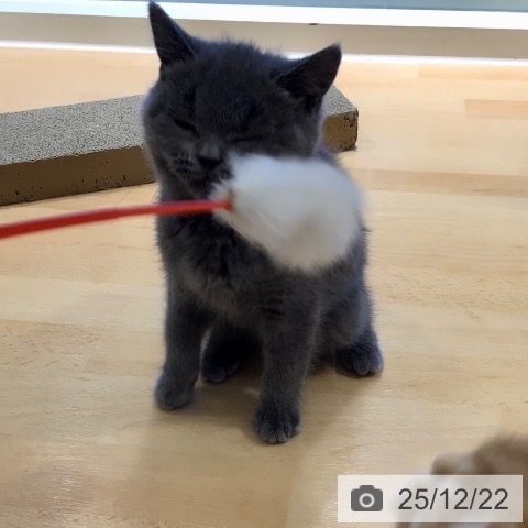 鹿児島県のブリティッシュショートヘアー (ペットプラス 姶良店/2025年9月8日生まれ/女の子/ブルー)の子猫の3枚目の画像